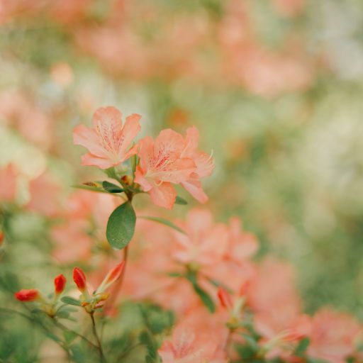 aaron-burden-OA6OuqfSWew-unsplash